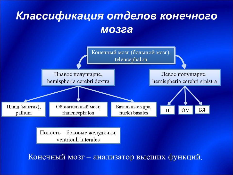 Классификация мозга. Классификация конечного мозга. Классификация отделов головного мозга. Коасификацтя отделрв мощга. Отдел классификация.