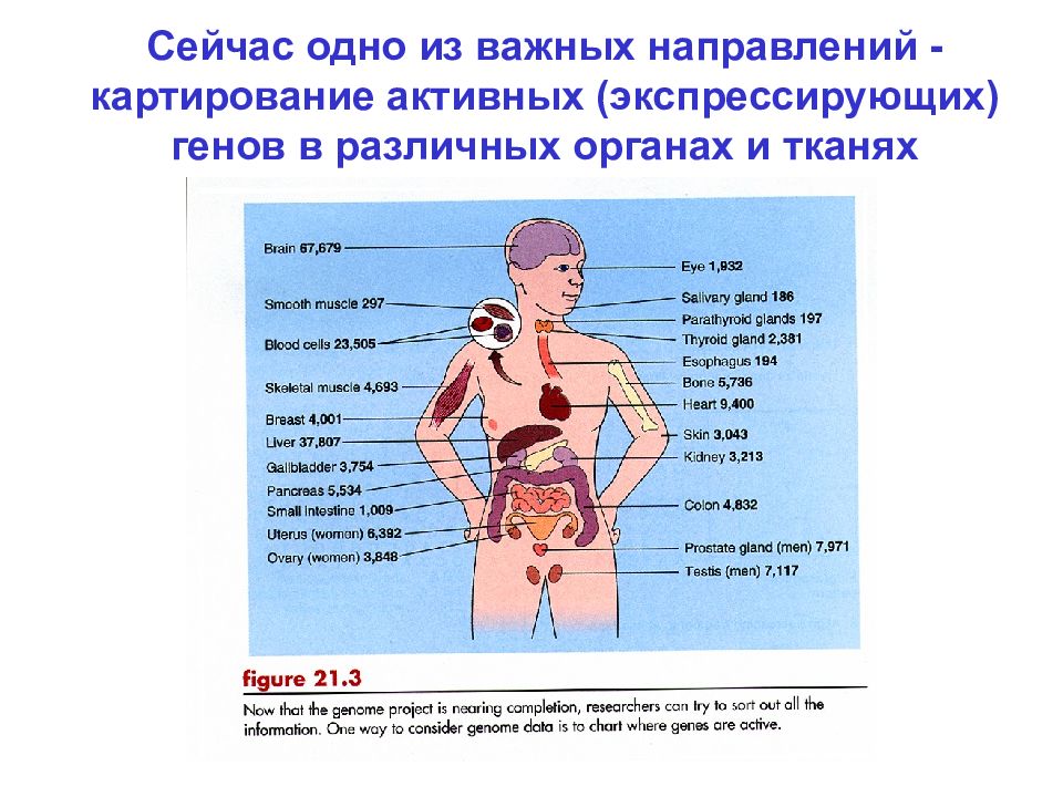 Различных органах и тканях. Картирование тела. Стоимость разных органов. Картирование распределения йода.