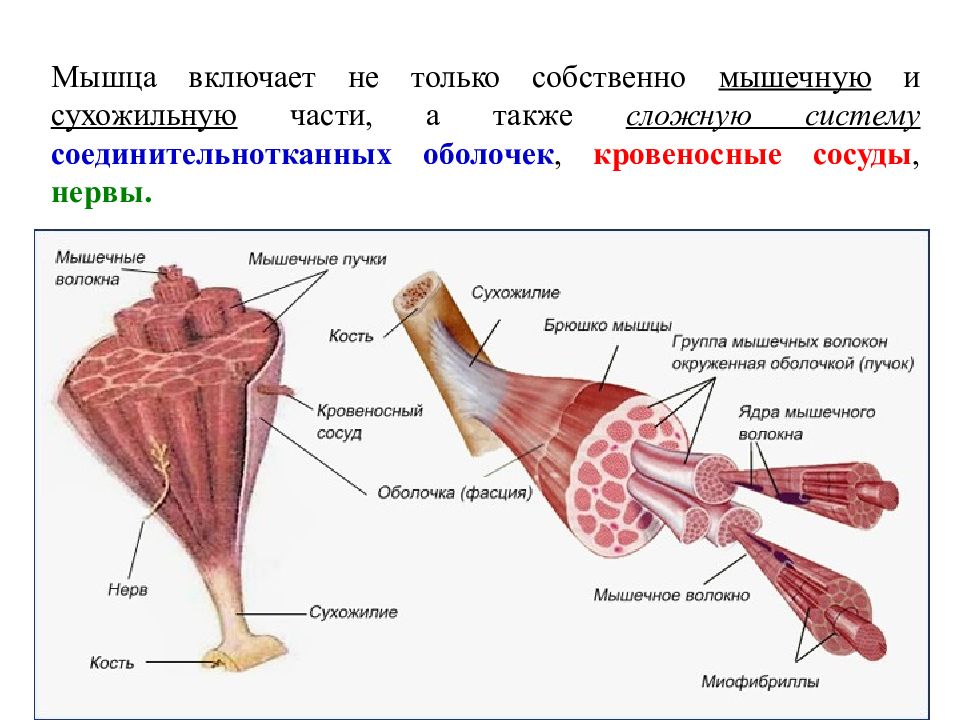 Анатомия мышечная система презентация