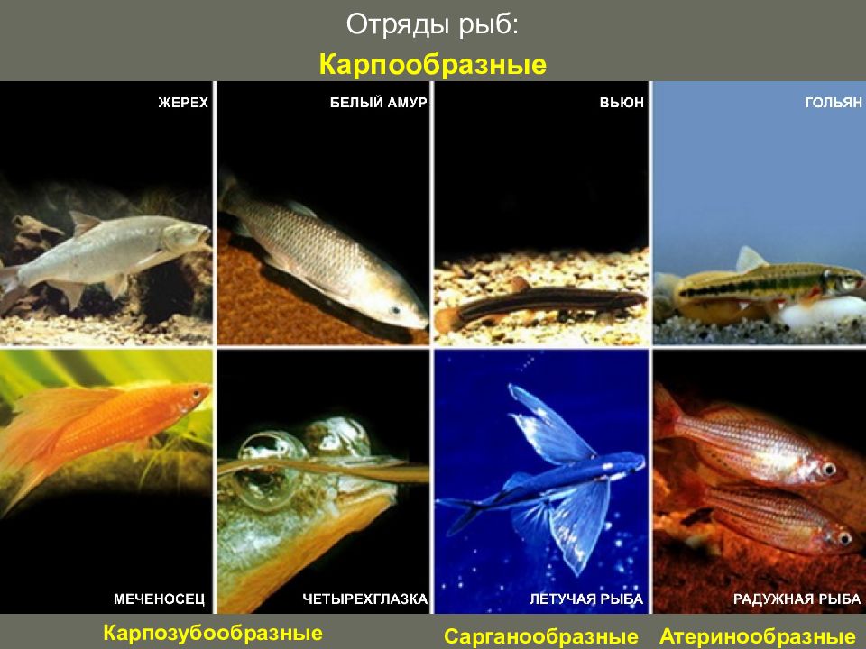 Отряды рыб. Костные рыбы отряд Карпообразные. Карпообразные число видов. Саргановые рыбы представители.