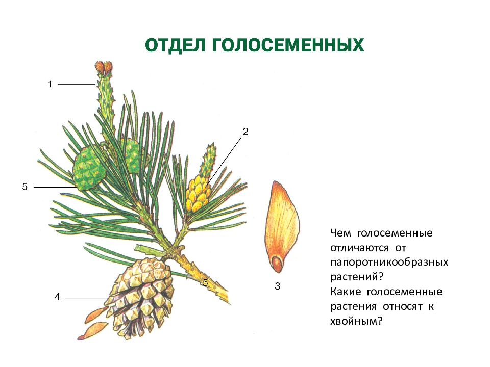 Размножение голосеменных растений схема