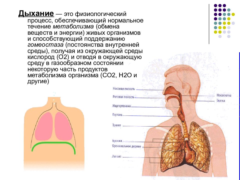 Дыханием называется. Процесс дыхания. Дыхание это физиологический процесс. Процесс внешнего дыхания. Дыхание это физиологический процесс обеспечивающий нормальное.