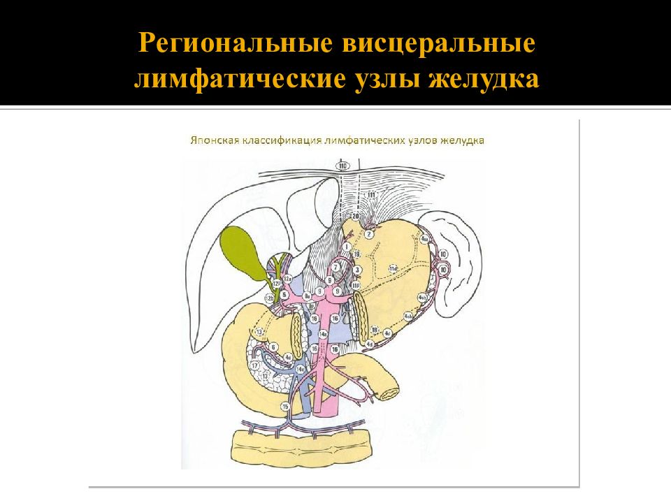 Лимфатические узлы желудка схема