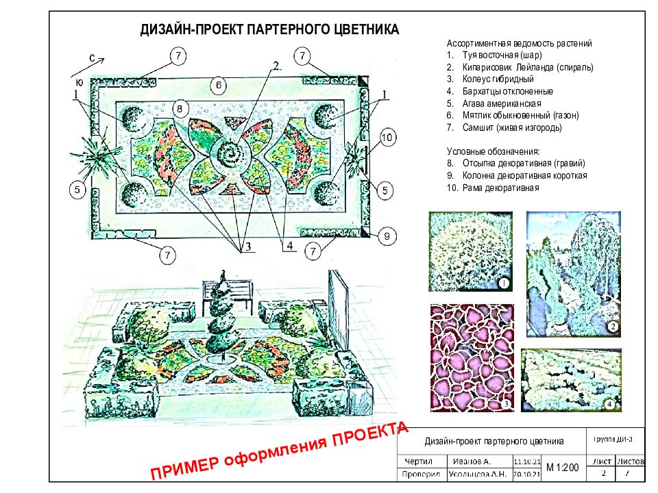 Колеус клумба схема посадки