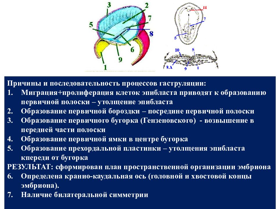 Перемещение клеток. Миграция клеток эпибласта и образование первичной полоски. Миграция клеток образование первичной полоски. Краниокаудальная ось. Гаструляция пролиферация.