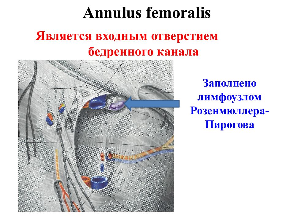 Паховые лимфоузлы