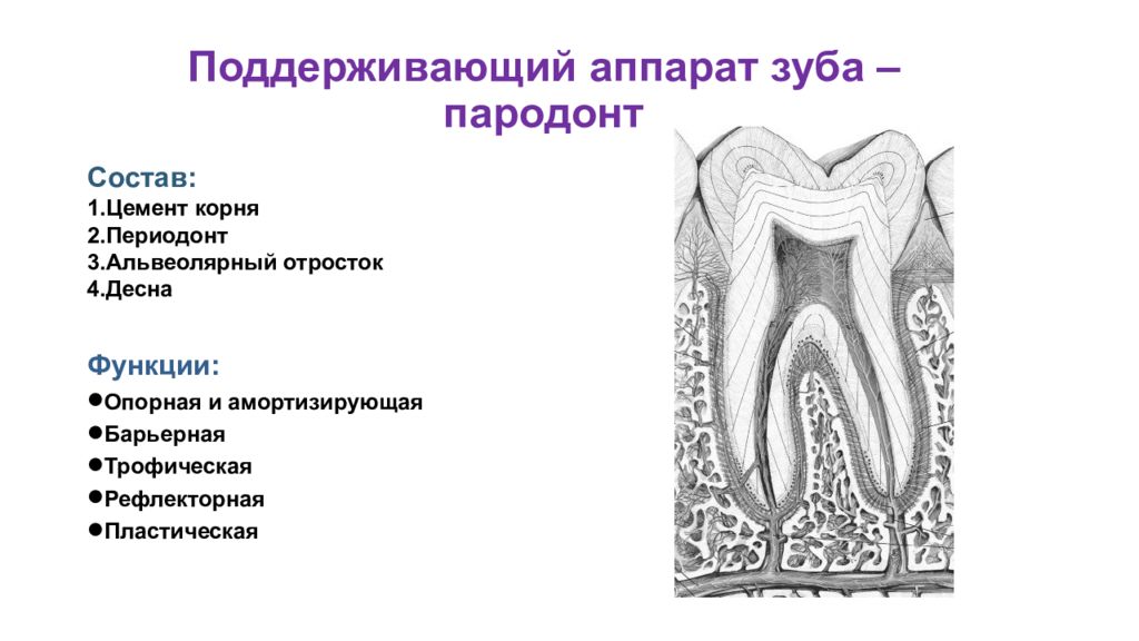 Роль пародонта. Поддерживающий аппарат зуба пародонт гистология. Строение периодонта гистология. Строение поддерживающего аппарата зуба. Строение поддерживающего аппарата зуба гистология.