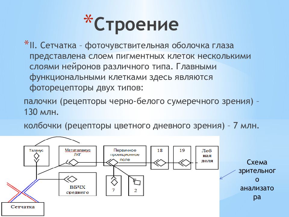 Презентация на тему зрительная сенсорная система