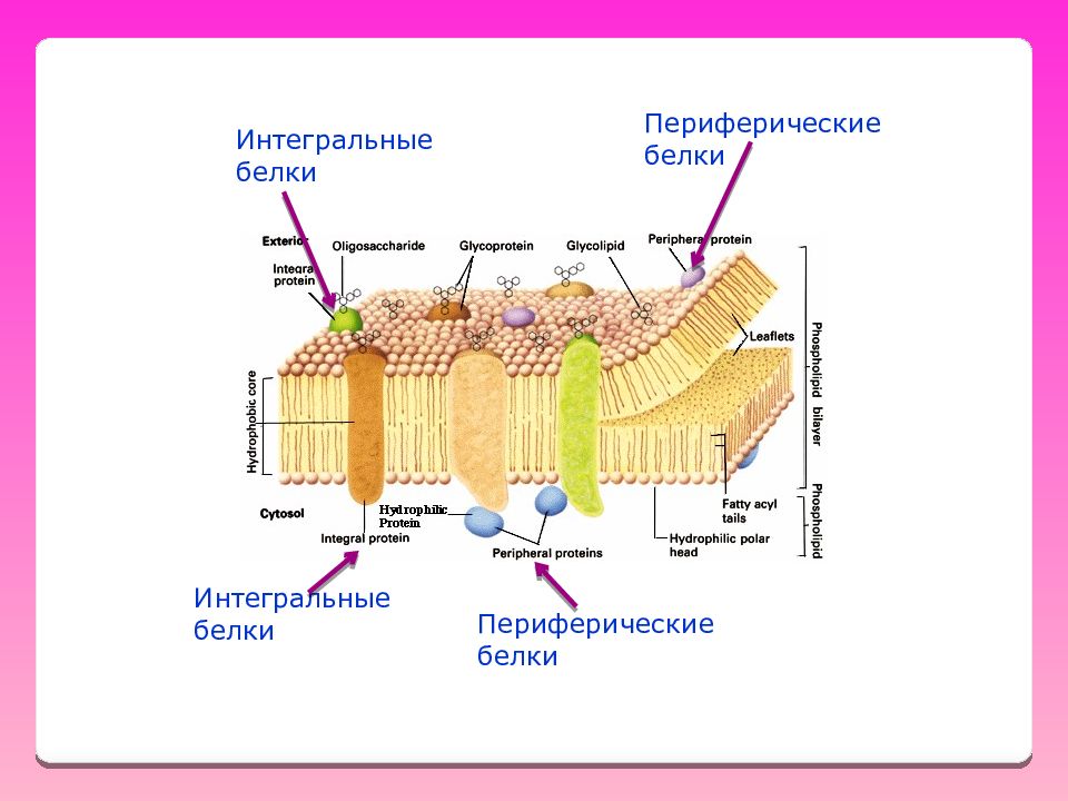 Интегральный белок. Строения Интегральные белки мембран. Интегральные белки цитоплазматической мембраны. Интегральный белок мембраны строение. Функции интегральных белков плазматической мембраны.