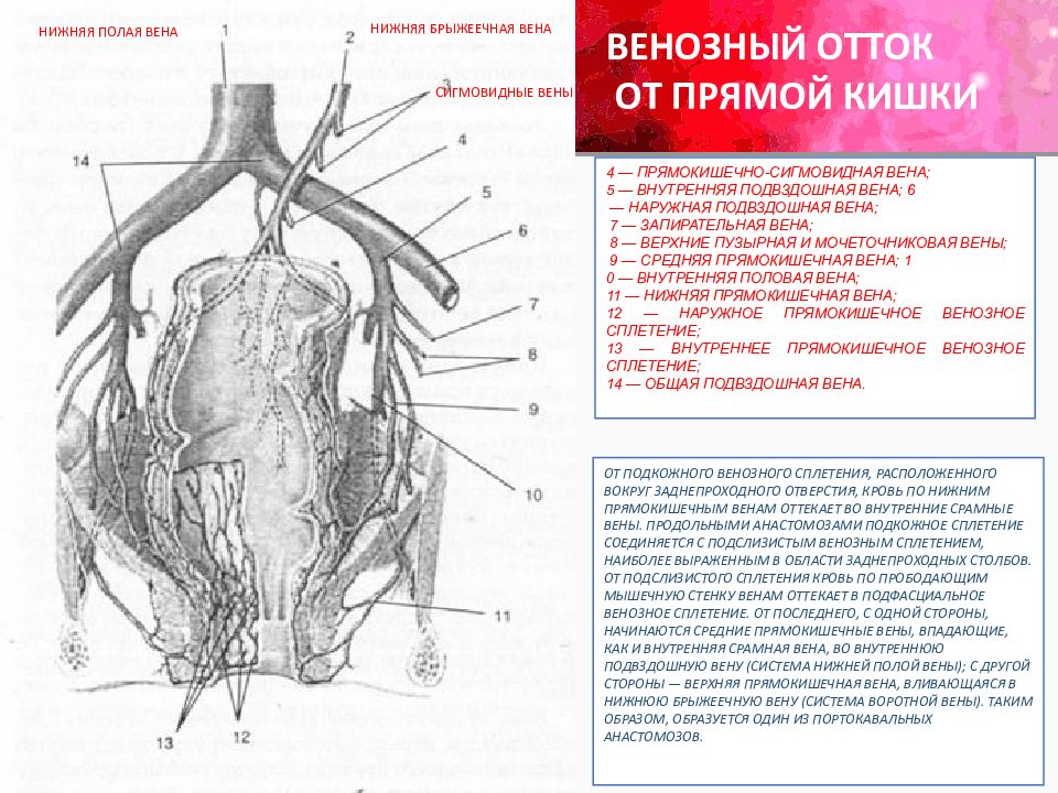 Венозные сплетения малого таза у женщин. Кровоснабжение диафрагмы. Прямокишечное венозное сплетение. Артерии неба кровоснабжение. Нижняя полая Вена наружная подвздошная Вена.