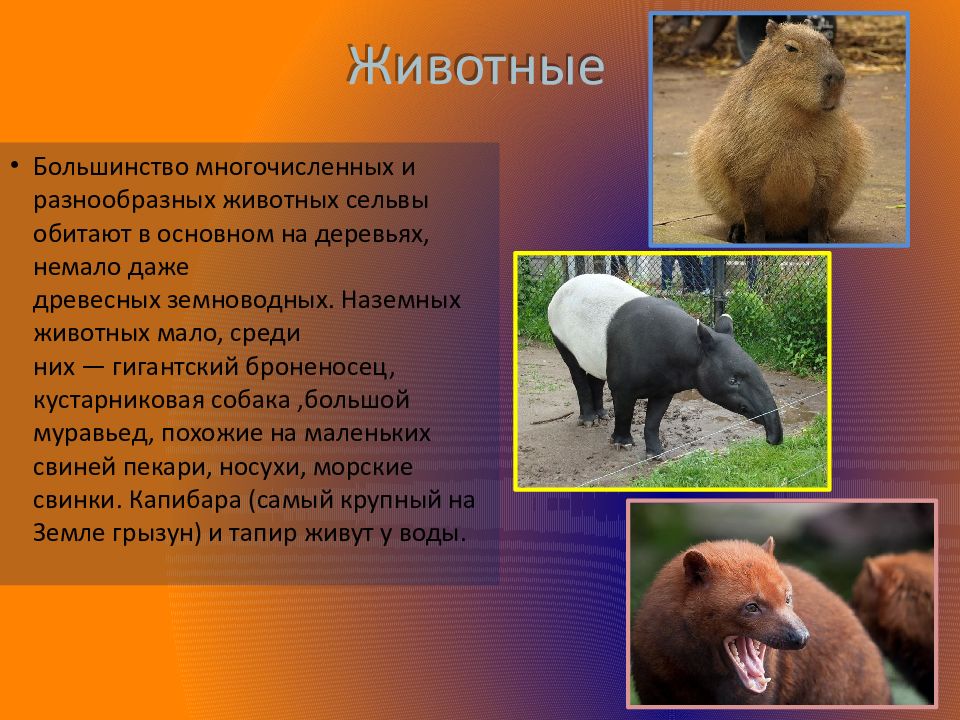 Нутрия в какой природной зоне южной америки. Большинства животных. какие животные обитают природных зонах южной америки. природные зоны южной америки растения и животные 7 класс.