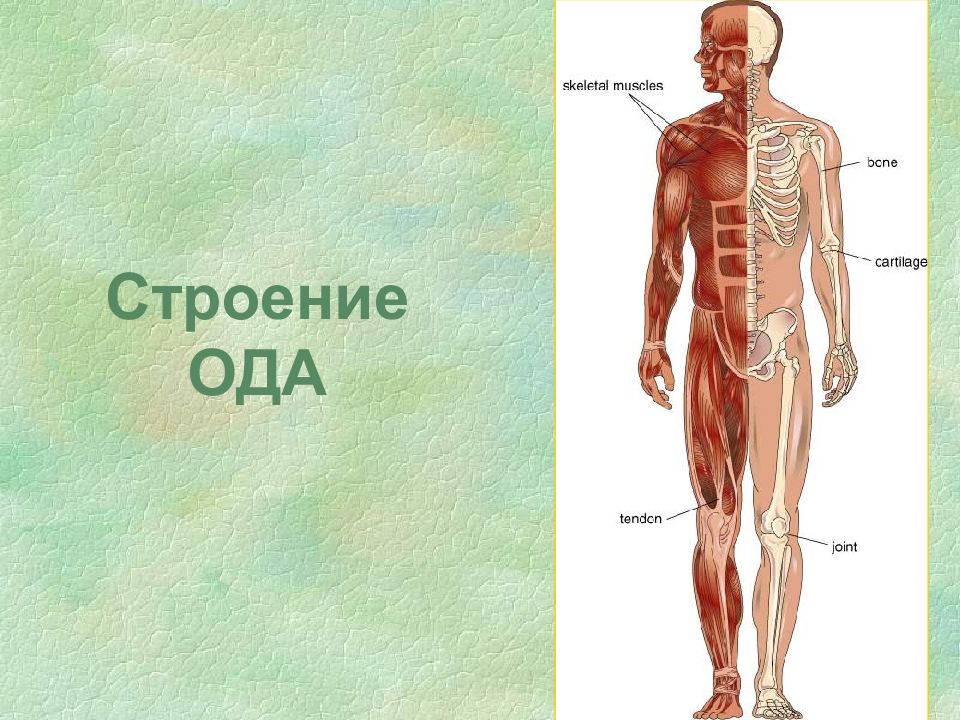 Пороки развития опорно двигательного аппарата презентация