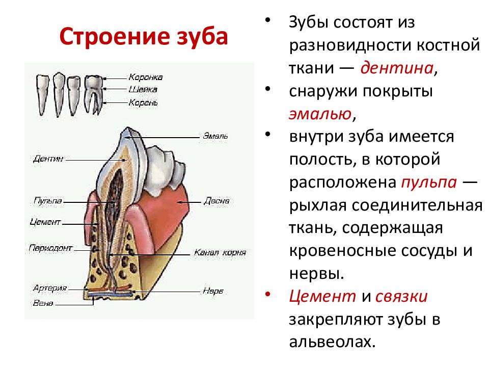 На рисунке изображен фрагмент челюсти с внутренним строением зуба