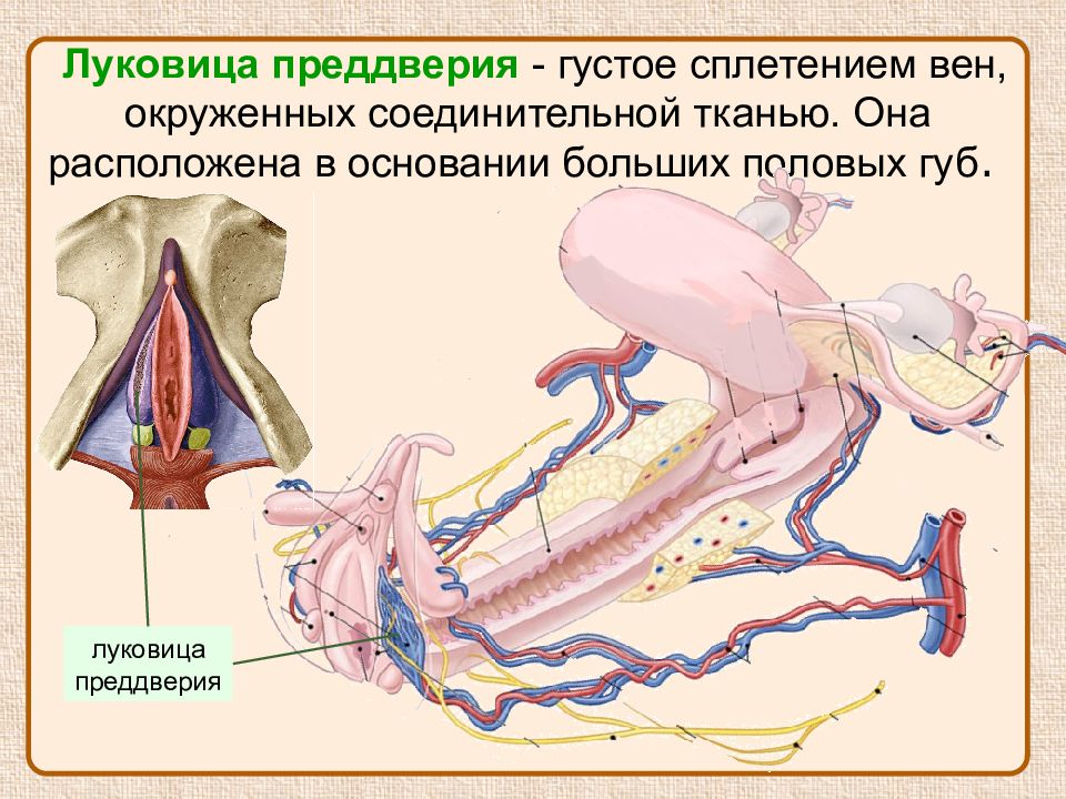Укажите место расположения луковицы преддверия Морфофункциональная характеристика наружных половых органов - презентация