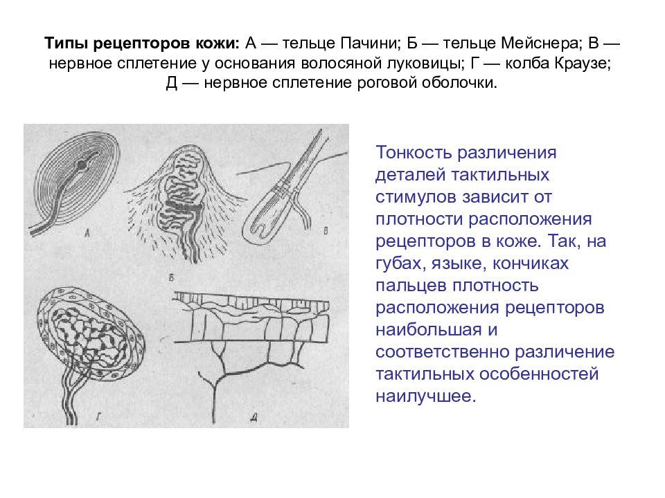 На рисунке изображена реакция механорецепторов на изменения раздражителей на примере телец пачини