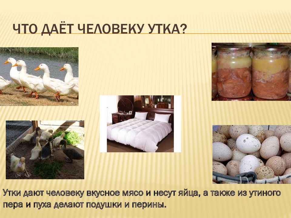 Презентация забота о животных