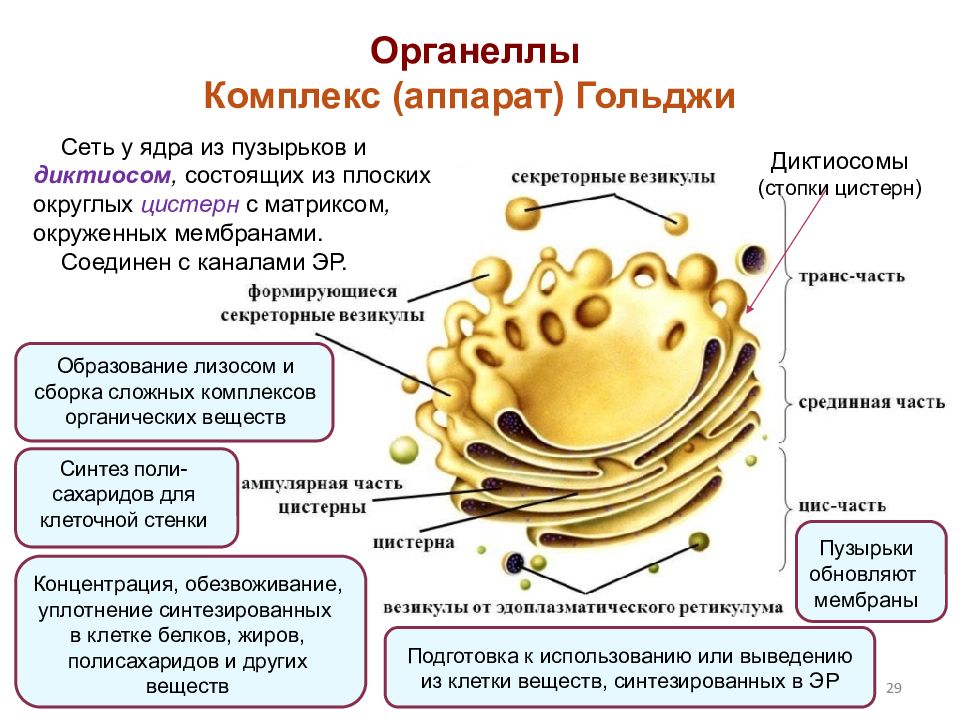 Аппарат гольджи рисунок схематично