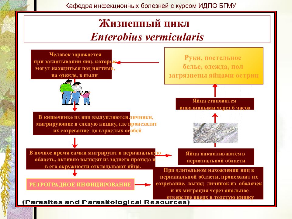 Кафедра инфекционных болезней бгму. ИПО БГМУ цикл по ревматологии.