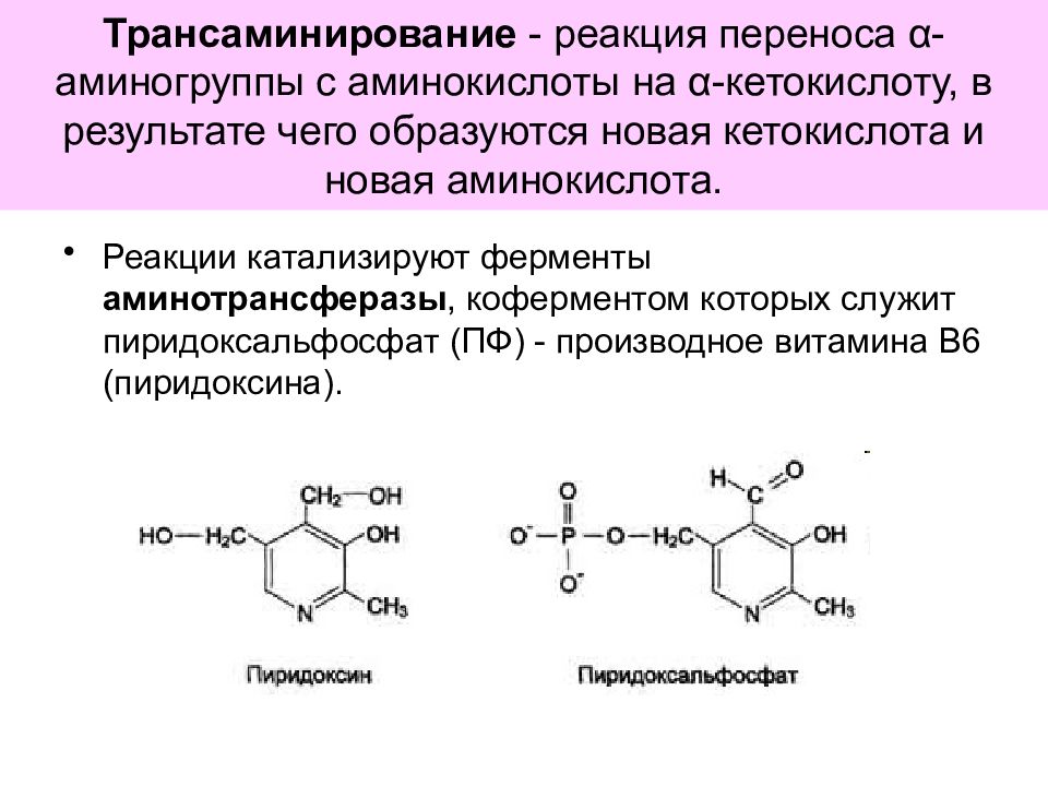 Аминокислоты это ферменты. Трансаминирование кофермент. Переаминирование аминокислот ферменты. Трансаминирование триптофана. Коферментная функция витамина в6.