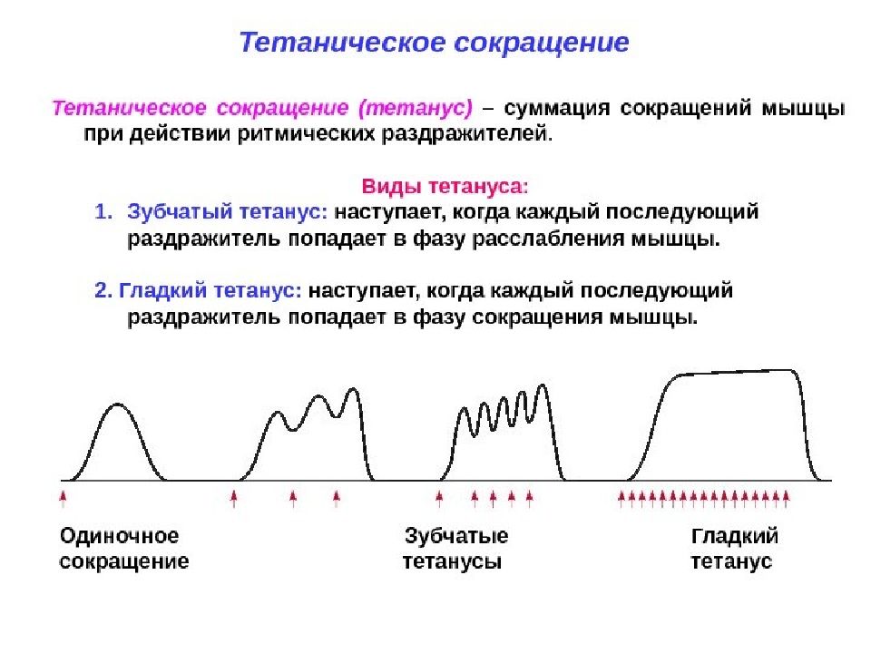 Графическое изображение мышечной работы