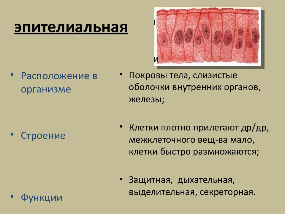Пример эпителиальной ткани человека. Эпителиальная ткань строение и расположение. Эпителиальная ткань функции строение местоположение. Строение эпителиальной ткани анатомия. Строение эпителиальной ткани защитной функции.