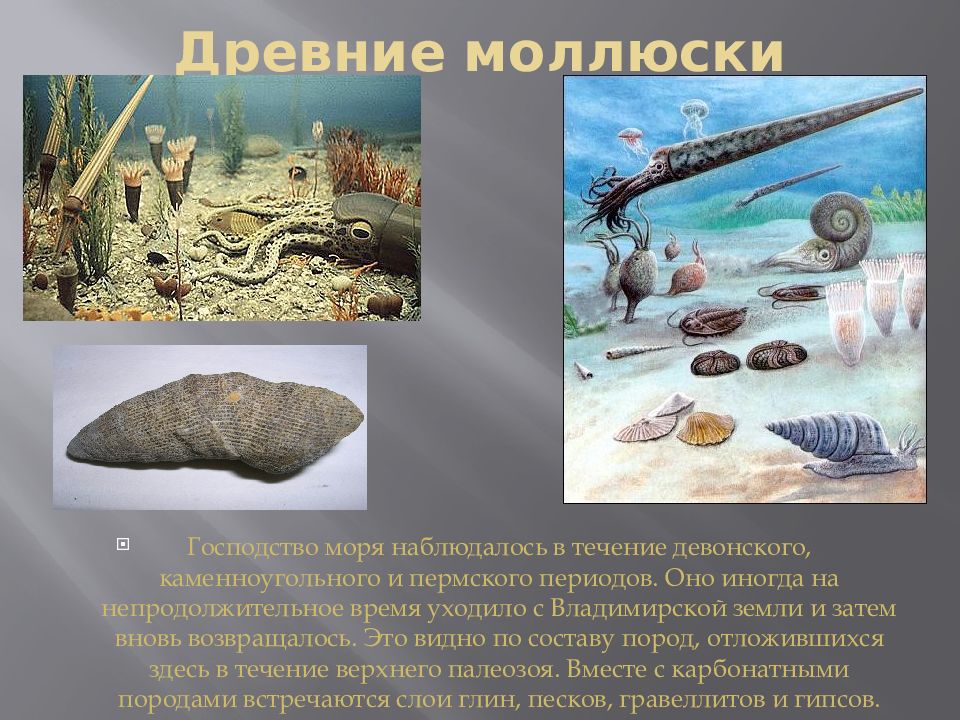 Господство моря. Моллюски девонского периода. Моллюски Пермского периода. Господство на море. Моллюски каменноугольного периода.