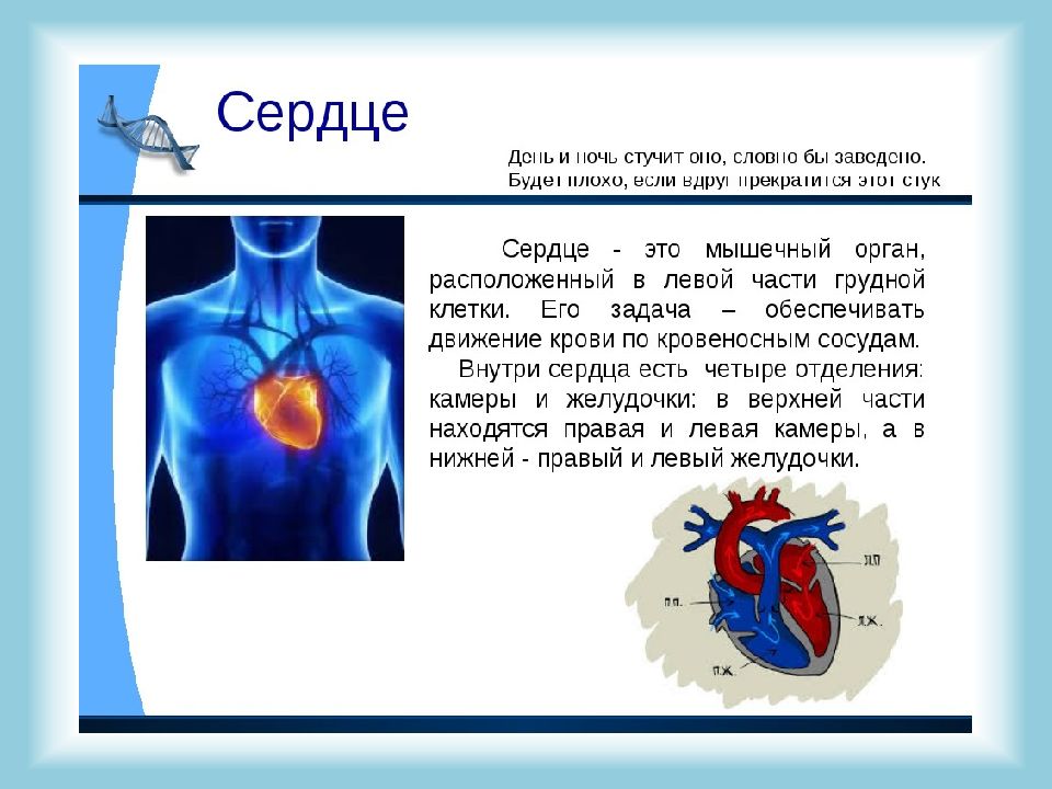 Организм человека 3 класс презентация