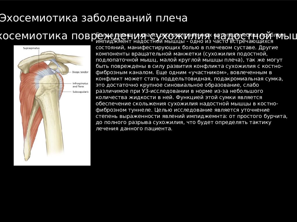 Узи плечевого. Поддельтовидная сумка плечевого сустава. Ультразвуковая анатомия плечевого сустава. УЗИ анатомия плечевого сустава. УЗИ суставов плечевого сустава.