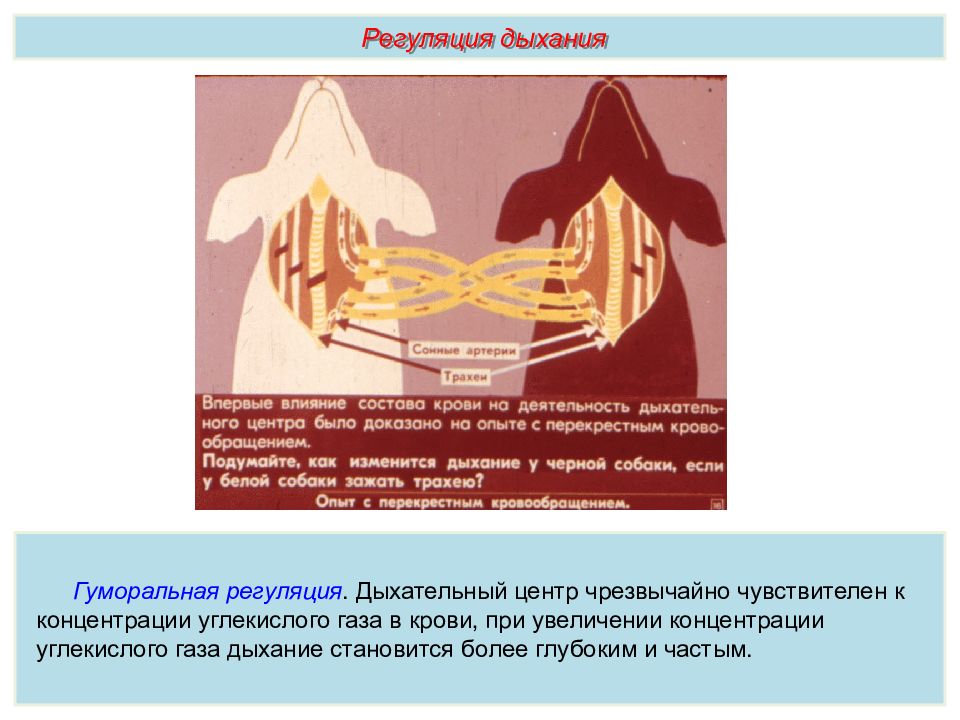 Дыхание задачи. Дыхание презентация Пименов. Дыхание стали. Дыхательный центр чувствителен к. Пименов дыхательная система задачи.