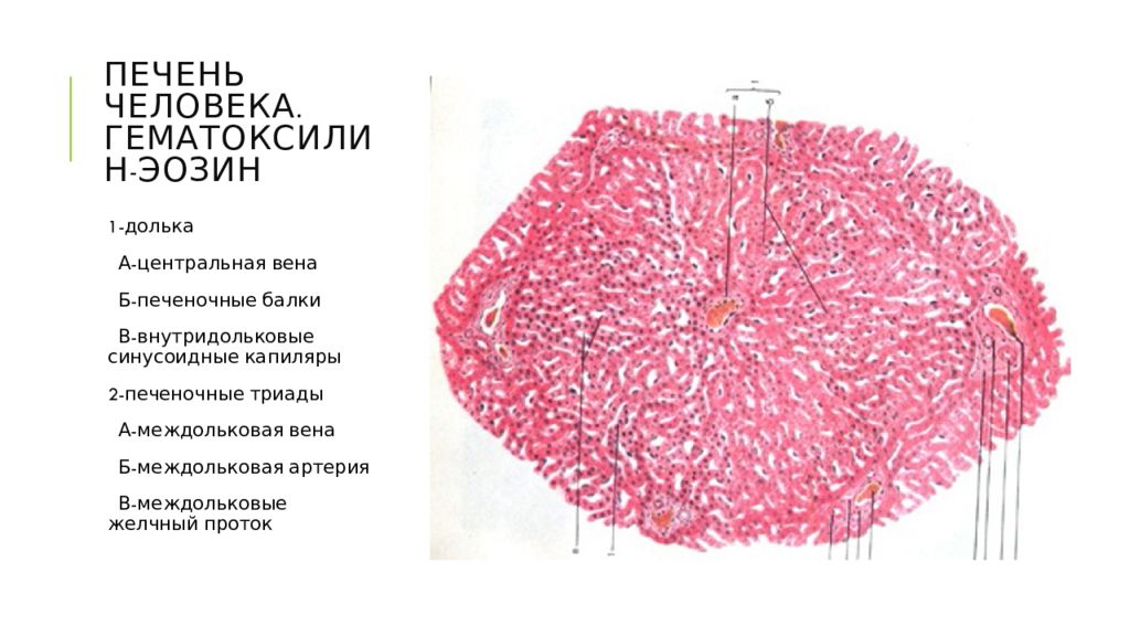 Микроскопическое строение печени. Долька печени человека гистология препарат. Строение дольки печени гистология. Центральная Вена печени гистология препарат. Триада печени гистология препарат.