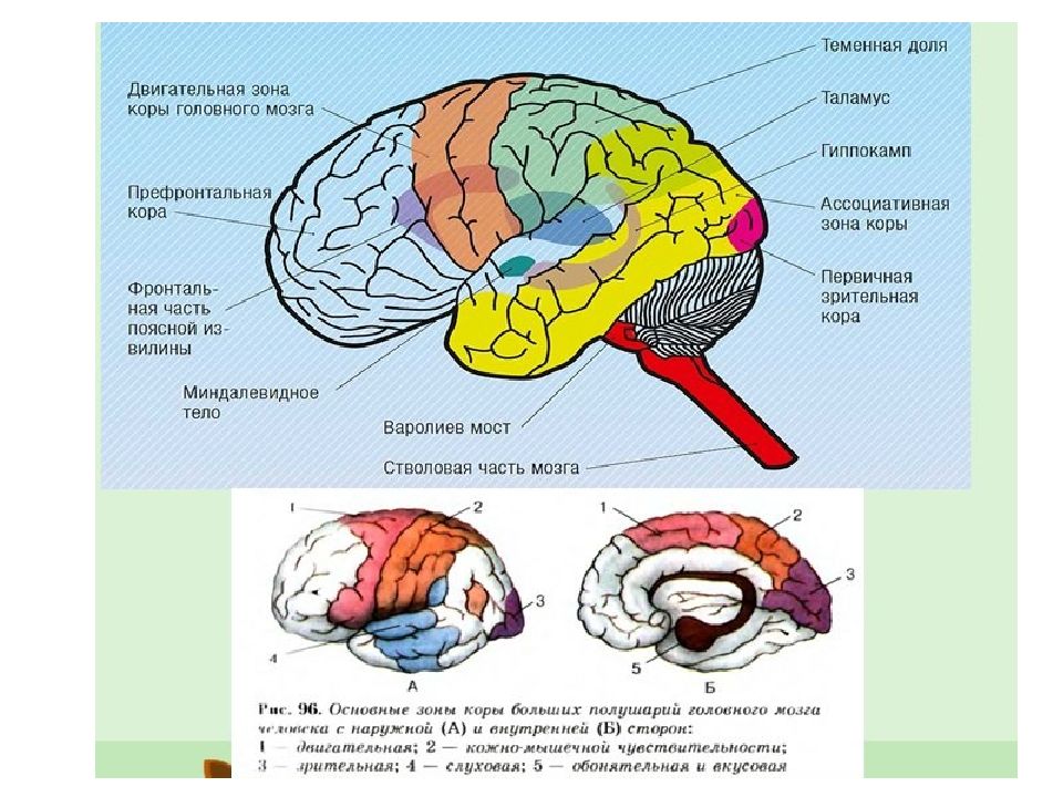 Доли переднего мозга функции. Анализаторы коры головного мозга. Зоны коры головного мохг. Зрительная зона головного мозга.