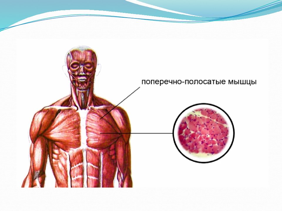 Поперечнополосатые мышцы. Поперечно полосатые мышцы. Поперечнополосатые мышцы где. Поперечно полосатые мышцы человека.