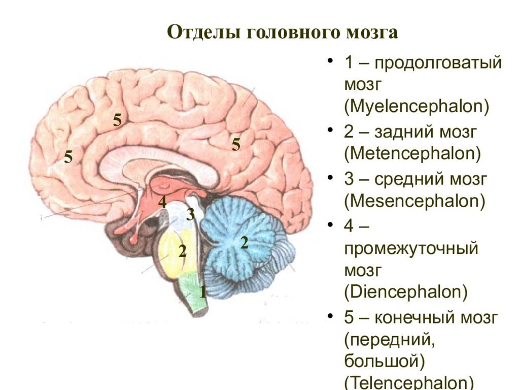 Какие отделы включает головной мозг. Пять отделов головного мозга. Отделы головного мозга 5 отделов. Отделы головного мозга снизу вверх. 1. Перечислите отделы головного мозга.