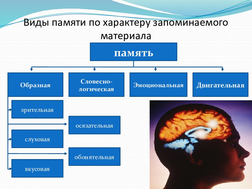 Взаимосвязь и взаимодействие различных видов памяти у человека презентация