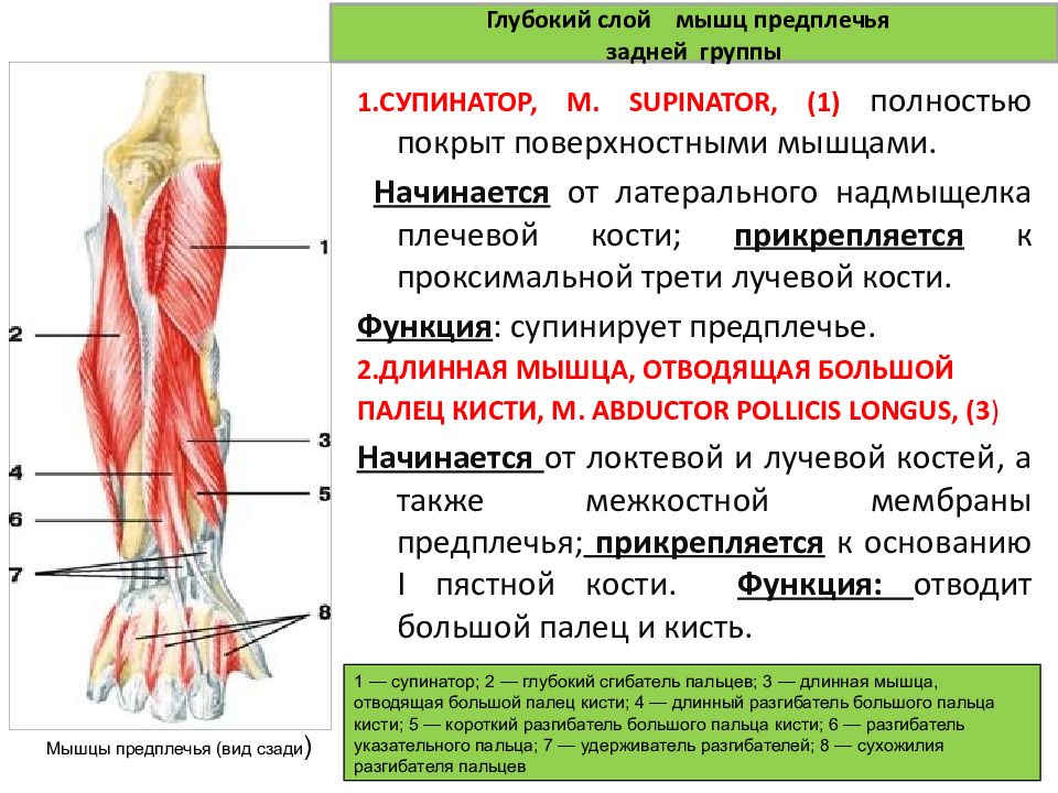 Движение верхних. Глубокий слой мышц верхней конечности. Морфофункциональная характеристика верхней конечности. Морфофункциональная характеристика скелета.