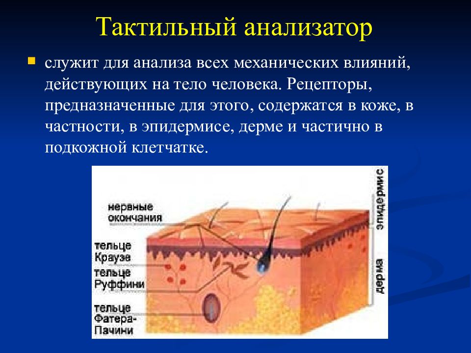 Температурная сенсорная система презентация