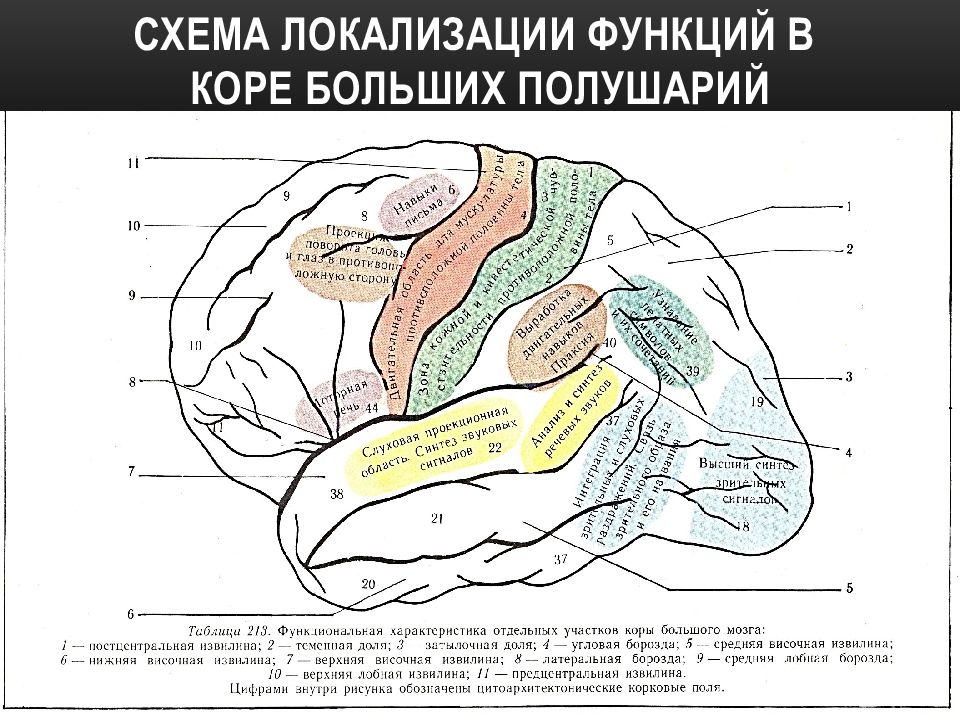 Локализация функций головного. Локализация функций в коре головного мозга. Участки коры головного мозга и их функции. Высшие мозговые функции. Высшие мозговые функции неврология.
