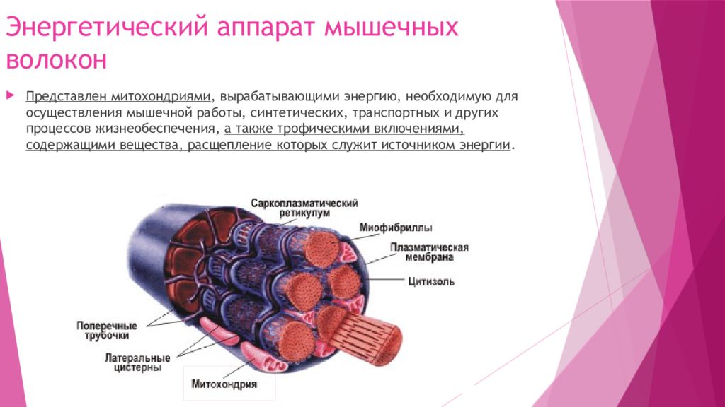 Строение локализации и общие свойства быстрых и медленных мышечных волокон презентация