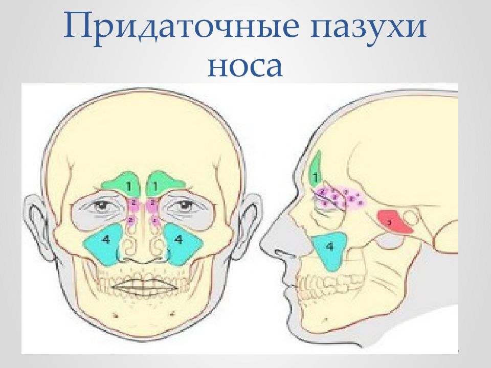 Рак полости носа и придаточных пазух презентация