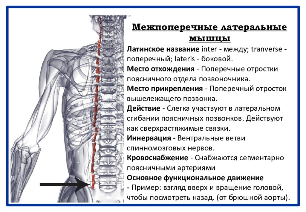 Inter латынь. Латеральные межпоперечные мышцы. Межпоперечные мышцы спины. Поперечная мышца поясницы. Межпоперечные мышцы латынь.