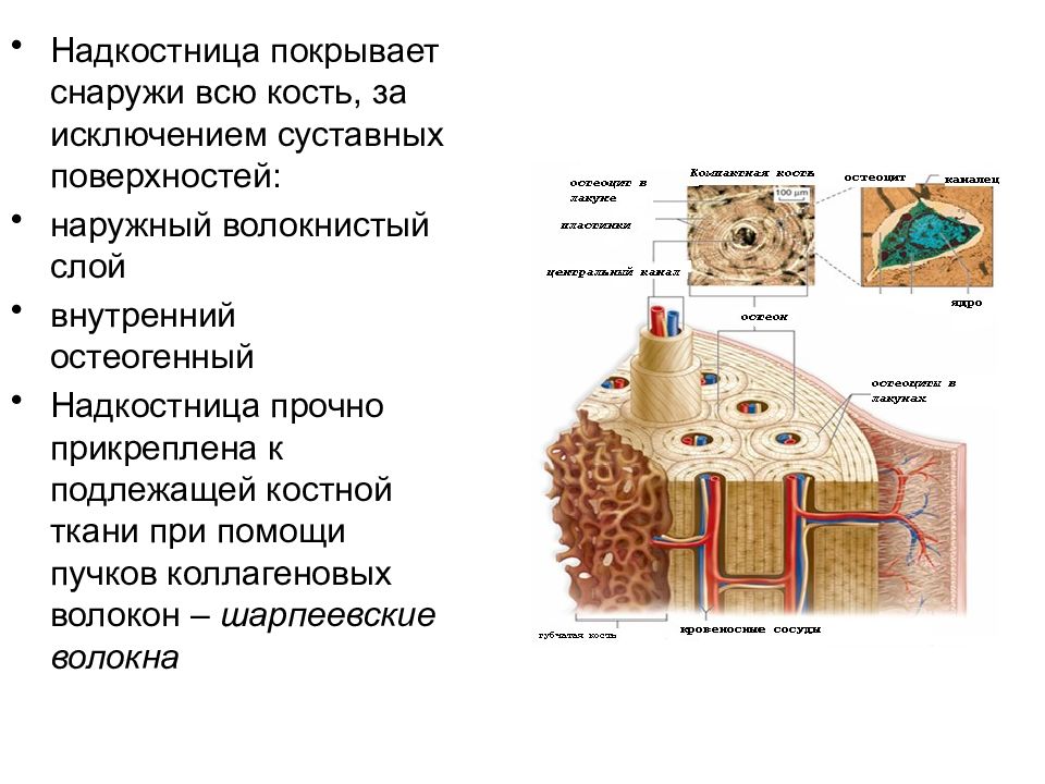 Снаружи покрыто