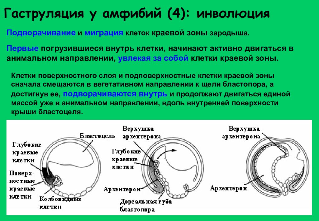 У амфибий зародыш развивается. Тип гаструляции у лягушки. Гаструляция амфибий дорсальная губа. Строение гаструлы амфибий. Гаструляция зародыша лягушки.