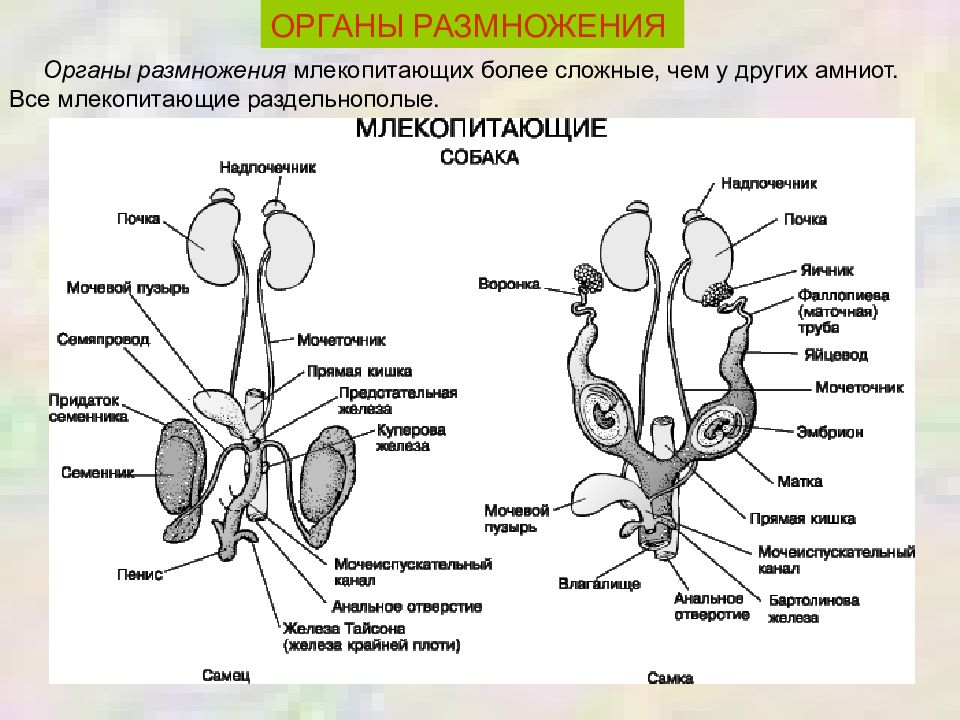 Половая система схема