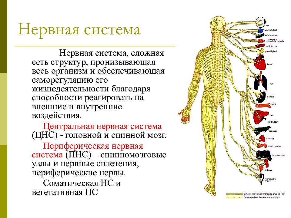 Сделать анатомические рисунки цнс головной и спинной мозг