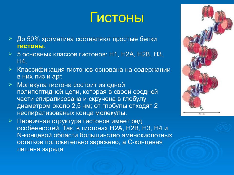 Белки гистоны. Строение белков гистонов. ДНК гистон н1. Гистон н2в в аминокислоте. Гистоны строение и функции.