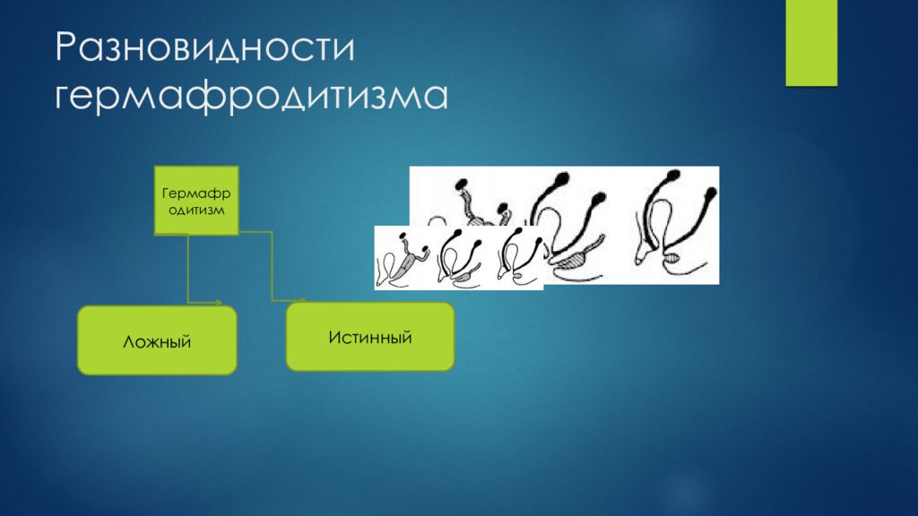 Почему гермафродитизм не получил широкого. Истинный гермафродитизм. Ложный гермафродитизм. Патологический гермафродитизм. Истинный аномальный гермафродитизм.