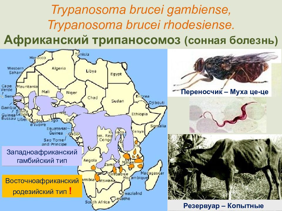 Трипаносомоз африканский презентация