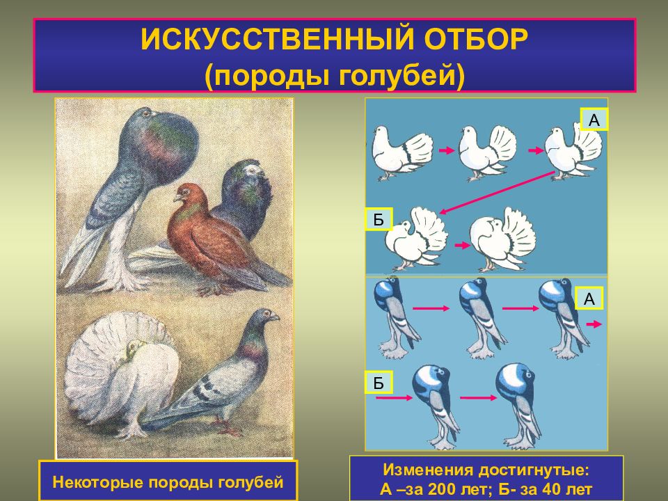 Формы искусственного отбора. Искусственный отбор породы голубей. Искусственный отбор. Теория искусственного отбора. Искусственный отбор примеры.