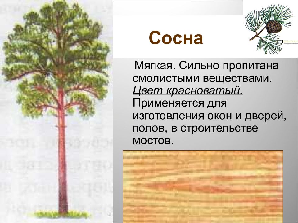 Презентация древесина 5 класс. Цвет красная сосна. Высокое Стройное дерево с желтовато красной или бурой корой ствола. Проект по технологии и наземные деревья для 5 класса. Сосна как дерево смолистое с трудом.