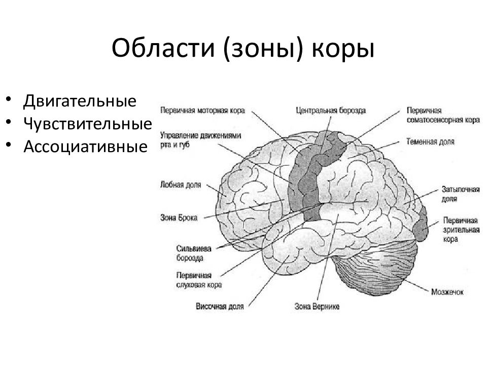 Наличие коры головного мозга. Проекционные зоны коры головного мозга таблица. Сенсорные ассоциативные и двигательные области коры. Функции зон коры больших полушарий головного мозга двигательная. Двигательные центры коры полушарий большого мозга.